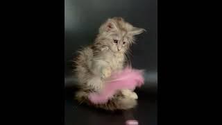 Female Maine coon //dob April 21/25/// info pm