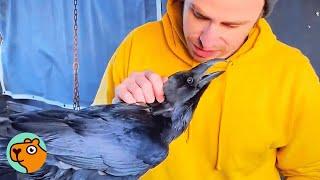 Man Saves a Neglected Raven, Now He Shines | Cuddle Buddies