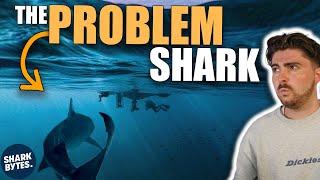 One Shark, Multiple Attacks: The Problem Shark
