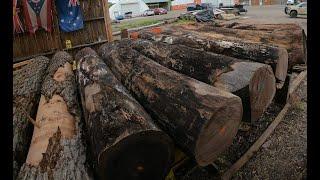 Sawing & edging two Walnut logs # 715