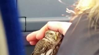 Бывает и такое. Owl on the train subway. Moscow. Сова в вагоне метрополитена. М.Ц.К. Москва