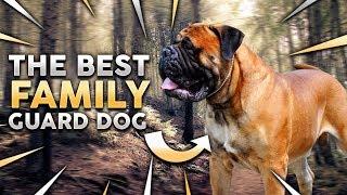 BULLMASTIFF! The Best Family Guard Dog!?