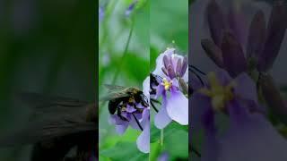  The Orchid Bees – Nature’s Perfume Collectors! 