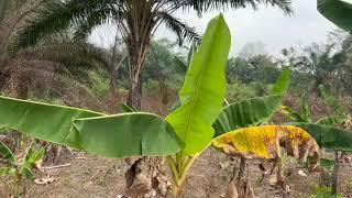  La Culture du Plantain : VISITE DU CHAMP AGRICOLE AU CAMEROUN  3ème Partie 