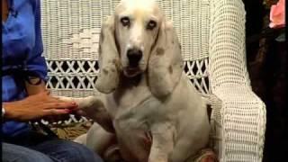 Paul Newman the White Basset Hound on PET TALK with Lauren Collier