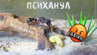 Хотел разнести формикарий ● Myrmecia pyriformis