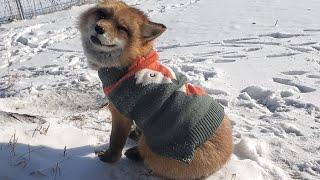 Finnegan Fox in his Christmas sweater 