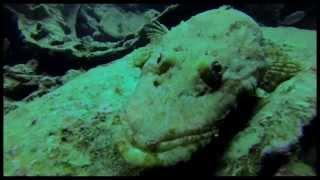 WRECK SS Thistlegorm