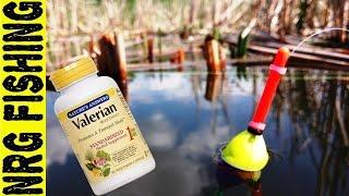 Catching a large crucian on valerian | This is the result!