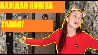 КАЖДАЯ КОШКА ТАКАЯ!