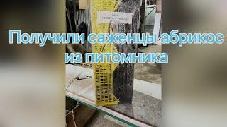 Получили саженцы абрикоса из питомника