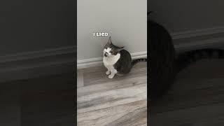 Lessons by Sven: it’s okay to change your mind. #catmom #catmomlife #catmeow #meowing #talkingcat