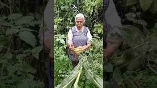 Como No Voy a Ser Feliz En El Rancho Me Encanta El Campo Vámonos a Cortar Elotes