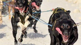 Sprint sled dog race through Anchorage