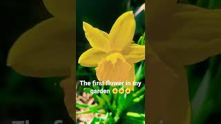 Flower in my garden #shorts #viral #video #yellow #flowers #spring #garden #montreal #quebec #canada