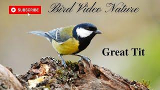 The Great Tit ,Parus Major !!