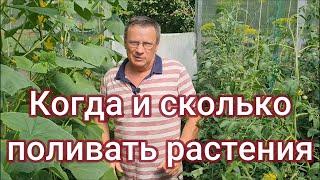 Особенности полива растений в жару