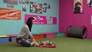 Impulse Control: How To Teach Your Dog To Be Calm & Relaxed