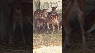 Deer Baby with Mom #shorts #short #trending #viralvideo #viral #wildlife  #deerfamily #deerhunting