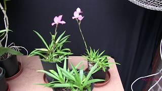 All About Disa Orchids - Not Difficult, Just Different