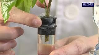 Practical 10.5 Measurement of the rate of transpiration using a bubble potometer