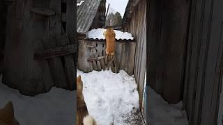 прыжки малинуа  бельгийская овчарка 