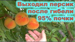 Вынянчал урожай персика при гибели 97% плодовой почки