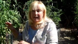 Two Minute Tomatoes with Laura Taylor  Blossom End Rot