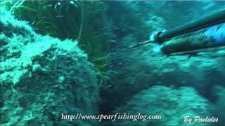 How on earth did i miss that?!!!! Spearfishing Umbrina cirrosa HD