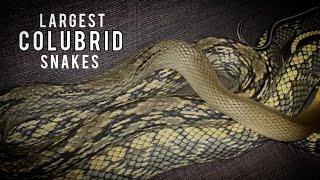 Largest Colubrid Snake's TOP 3 Big Colubrid's OVER 7 FEET | ReptileFactFile's