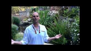 Pure Energy Series for Sun Chlorella: The Art of Detoxification