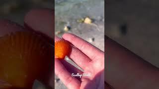 Shelling Florida’s Honeymoon Beach Pt.4