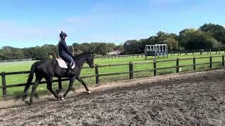 SMART GELDING