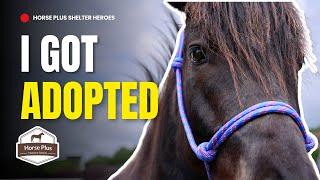 Fur-ever Mom Adoption Event - 21 Adoptions! I Horse Shelter Heroes - S6 E13