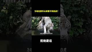 为啥在野外从来看不到白虎？ #冷知识 #涨知识