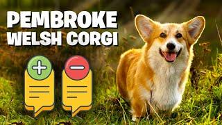 Pembroke Welsh Corgi :The Pros & Cons of Owning One