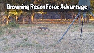 Deer Feeder Cam #1: Browning Recon Force Advantage Trail Camera Nov. 15, 2024