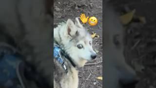 why can’t you let your dog off leash?  #shorts #husky #dogtraining