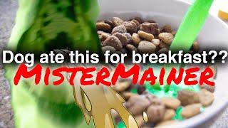 DOG ATE THIS FOR BREAKFAST?? | MisterMainer