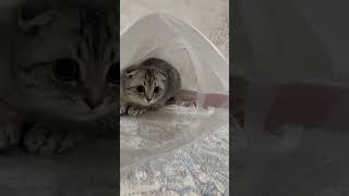 #кот #кошки #funnyvideo #cat #приколы #rek #cots#cat #cot