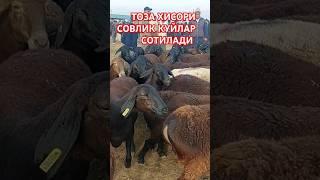 ТОЗА ХИСОРИ СОВЛИК КУЙЛАР СОТИЛАДИ