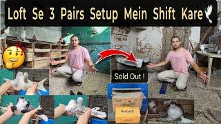 LOFT Ke 3 Pairs Setup Me Shift Kardiye 6 Pigeons Sold out || Loft Me New Pair!