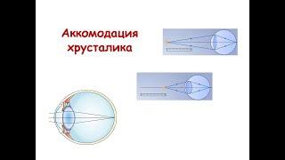 Аккомодация хрусталика