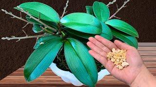 Just sprinkle it on the orchid pot! Suddenly many branches bloom all year round