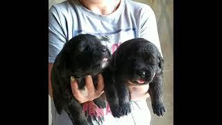 caucasian shepherd dog puppies