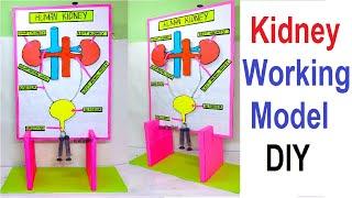 human kidney working model 3d science project for exhibition - diy | biology project | craftpiller