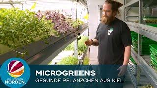 „Microgreens“: Kieler Unternehmen züchtet kleine, gesunde Pflanzen