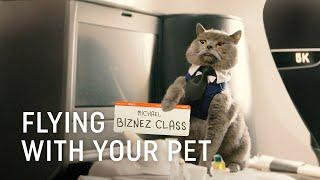 Flying with Your Pet - Turkish Airlines