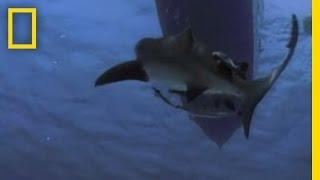 Shark Attack! | National Geographic