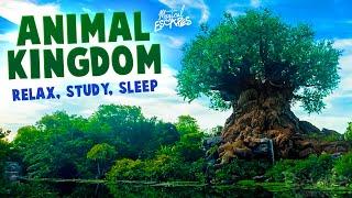 Animal Kingdom - Tree of Life - Disney World Ambience | Relax, Study, Sleep